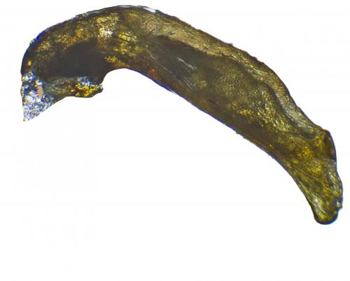 Réf. 219 894 : Bembidion ascendens